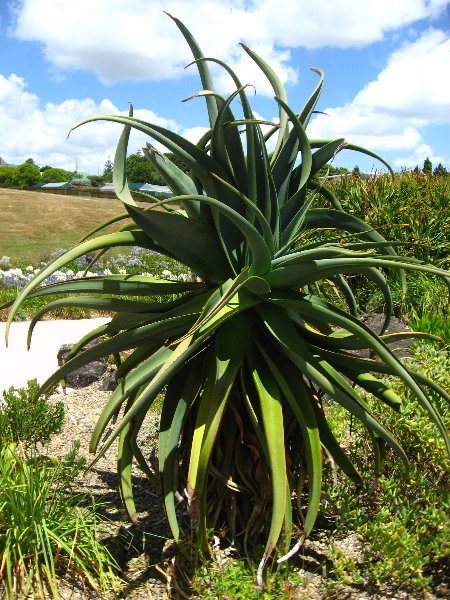 Auckland-Botanic-Gardens-Manukau-North-Island-New-Zealand-093