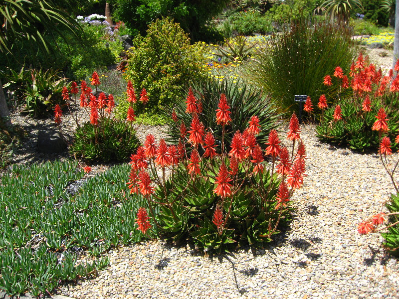 Auckland-Botanic-Gardens-Manukau-North-Island-New-Zealand-100