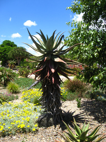 Auckland-Botanic-Gardens-Manukau-North-Island-New-Zealand-102