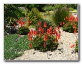 Auckland-Botanic-Gardens-Manukau-North-Island-New-Zealand-100