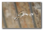Wasps-Banana-Spider-02