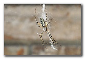 Wasps-Banana-Spider-07