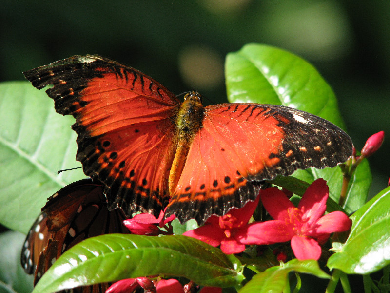 Butterfly-Rainforest-FLMNH-UF-Gainesville-FL-004