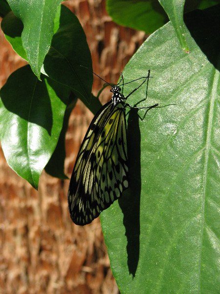 Butterfly-Rainforest-FLMNH-UF-Gainesville-FL-015
