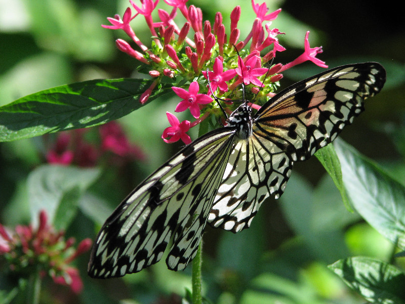 Butterfly-Rainforest-FLMNH-UF-Gainesville-FL-021