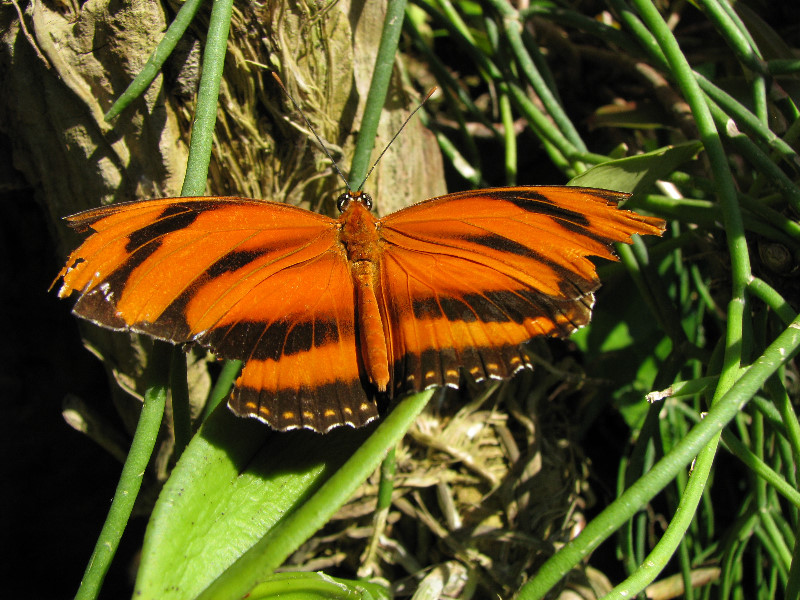 Butterfly-Rainforest-FLMNH-UF-Gainesville-FL-024