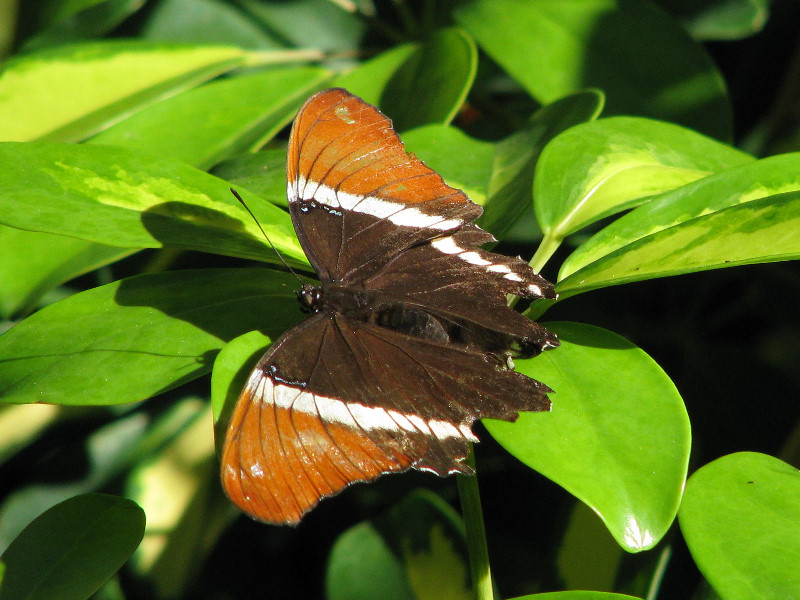 Butterfly-Rainforest-FLMNH-UF-Gainesville-FL-032