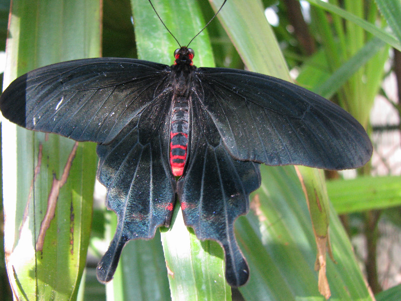 Butterfly-Rainforest-FLMNH-UF-Gainesville-FL-040