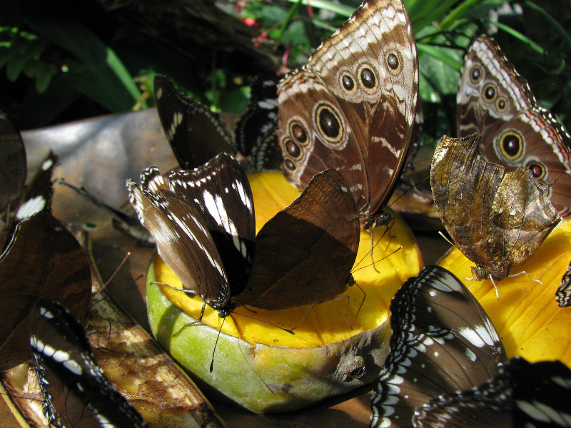 Butterfly-Rainforest-FLMNH-UF-Gainesville-FL-041
