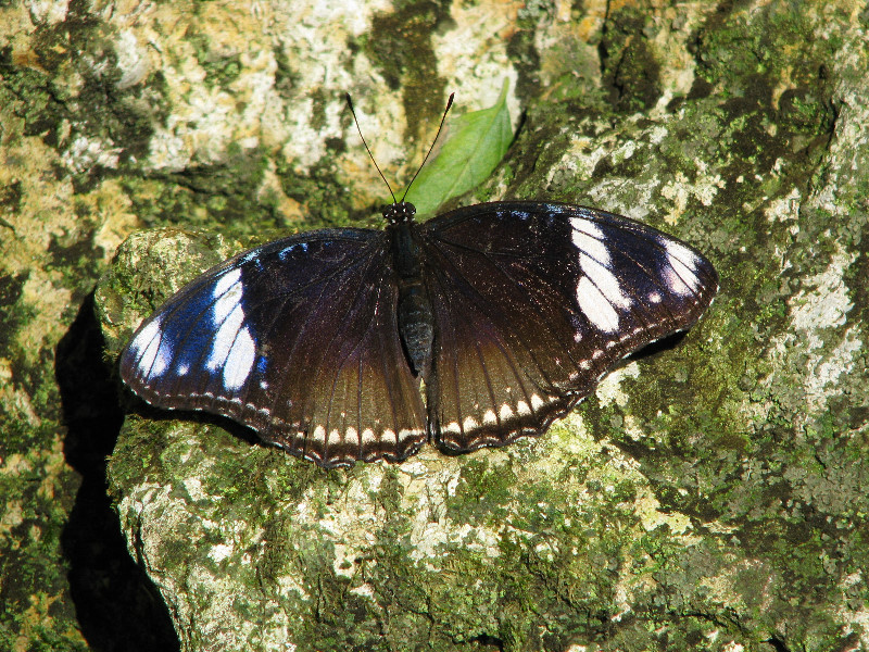 Butterfly-Rainforest-FLMNH-UF-Gainesville-FL-056