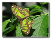Butterfly-Rainforest-FLMNH-UF-Gainesville-FL-002