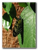 Butterfly-Rainforest-FLMNH-UF-Gainesville-FL-015