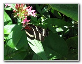 Butterfly-Rainforest-FLMNH-UF-Gainesville-FL-017