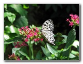 Butterfly-Rainforest-FLMNH-UF-Gainesville-FL-023