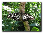 Butterfly-Rainforest-FLMNH-UF-Gainesville-FL-025