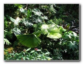 Butterfly-Rainforest-FLMNH-UF-Gainesville-FL-027