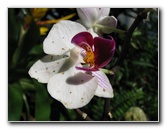 Butterfly-Rainforest-FLMNH-UF-Gainesville-FL-043