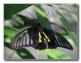 Butterfly-Rainforest-FLMNH-UF-Gainesville-FL-044