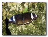 Butterfly-Rainforest-FLMNH-UF-Gainesville-FL-056