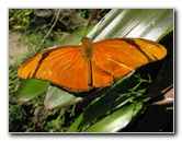 Butterfly-Rainforest-FLMNH-UF-Gainesville-FL-059