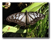 Butterfly-Rainforest-FLMNH-UF-Gainesville-FL-063