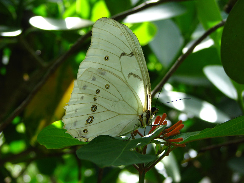 Butterfly-World-Coconut-Creek-FL-008