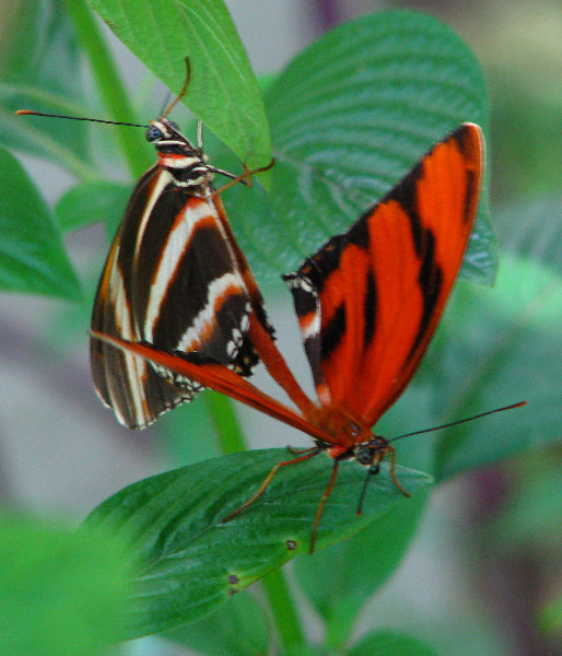 Butterfly-World-Coconut-Creek-FL-009