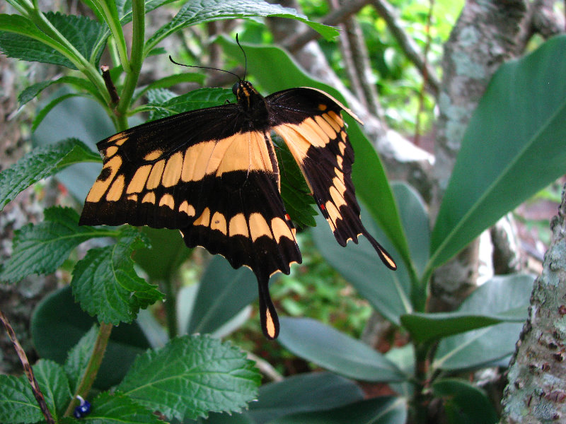 Butterfly-World-Coconut-Creek-FL-018