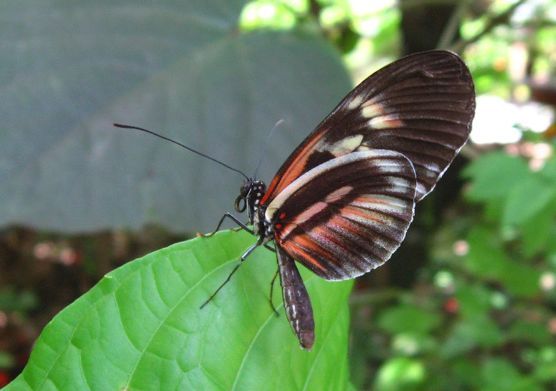 Butterfly-World-Coconut-Creek-FL-022
