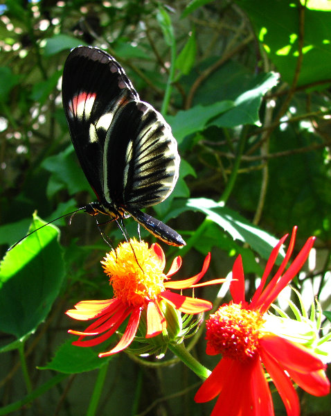 Butterfly-World-Coconut-Creek-FL-030