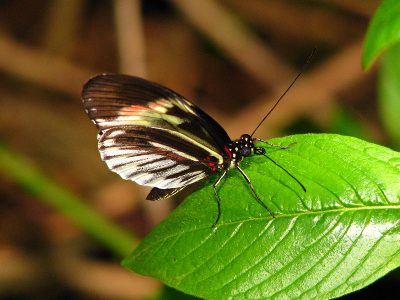 Butterfly-World-Coconut-Creek-FL-035