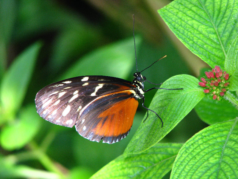 Butterfly-World-Coconut-Creek-FL-041