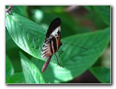 Butterfly-World-Coconut-Creek-FL-014