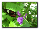 Butterfly-World-Coconut-Creek-FL-020