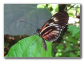 Butterfly-World-Coconut-Creek-FL-022