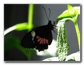 Butterfly-World-Coconut-Creek-FL-025