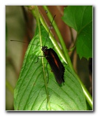 Butterfly-World-Coconut-Creek-FL-029