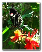 Butterfly-World-Coconut-Creek-FL-030