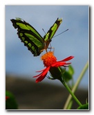Butterfly-World-Coconut-Creek-FL-031