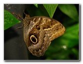 Butterfly-World-Coconut-Creek-FL-039