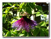 Butterfly-World-Coconut-Creek-FL-058