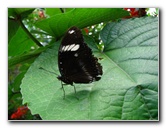 Butterfly-World-Coconut-Creek-FL-060