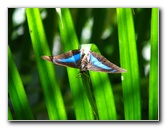 Butterfly-World-Coconut-Creek-FL-064