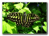 Butterfly-World-Coconut-Creek-FL-068