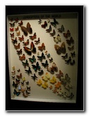 Butterfly-World-Coconut-Creek-FL-188