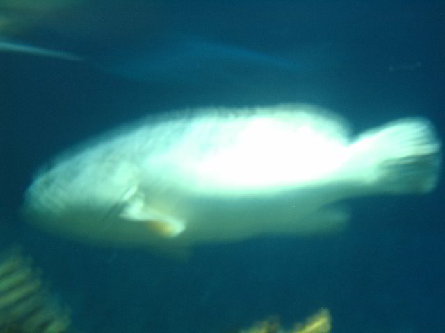 Interactive-Aquarium-La-Isla-Cancun-44