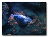 Interactive-Aquarium-La-Isla-Cancun-02