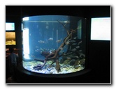 Interactive-Aquarium-La-Isla-Cancun-04