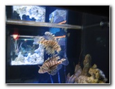 Interactive-Aquarium-La-Isla-Cancun-05