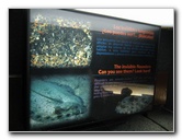 Interactive-Aquarium-La-Isla-Cancun-07
